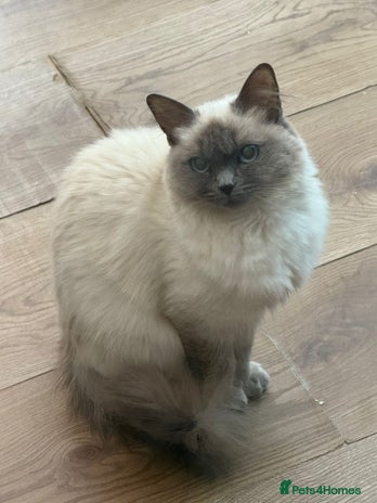Ragdoll cats 1.5 Year Ragdoll Female Cat - Advert 1