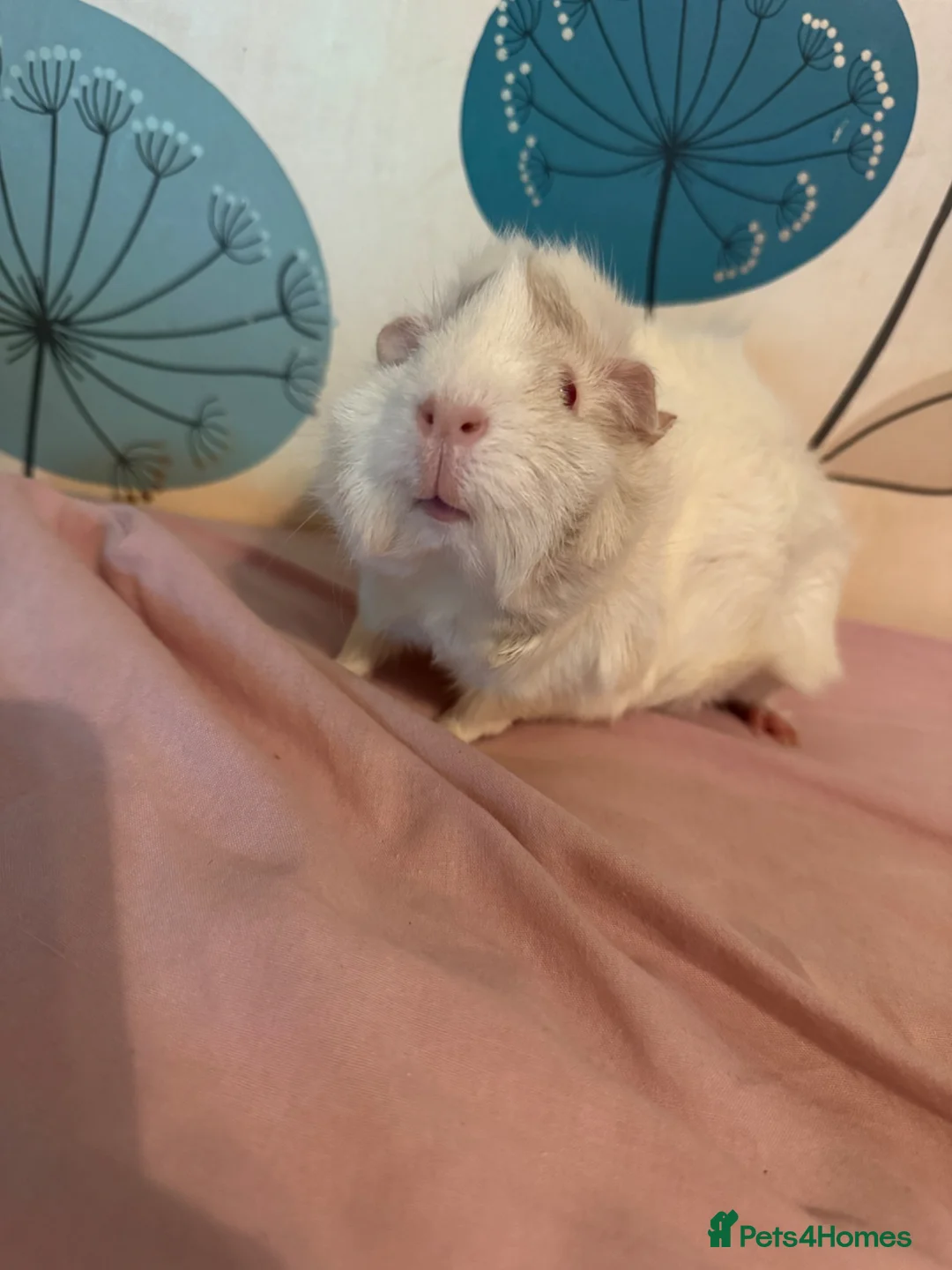 Guinea Pig rodents for sale: Albino funky female  - Advert 2