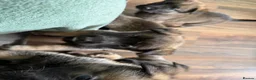 Mixed Breed dogs for sale: Beautiful malanois x german shepherd puppies - Advert 9