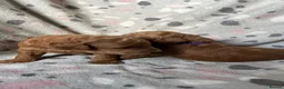 Australian Labradoodle dogs for sale: Australian Labradoodle Puppies for sale - Advert 32