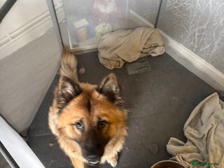 German Shepherd dogs 7 German shepherd puppies - Advert 8