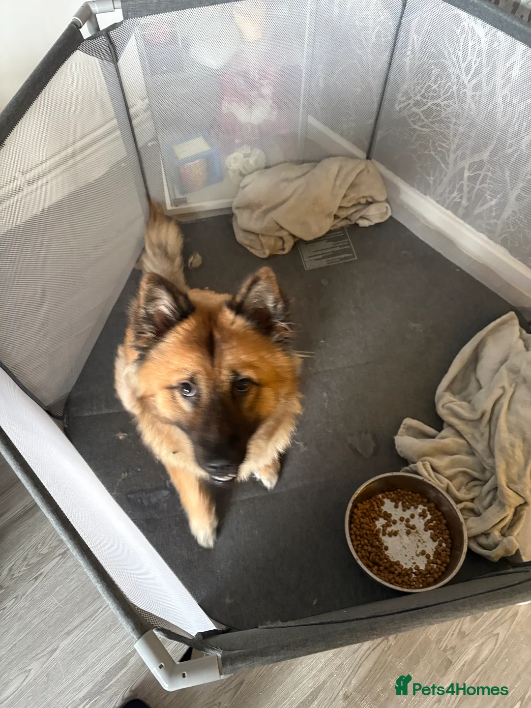 German Shepherd dogs for sale: 7 German shepherd puppies  - Advert 1