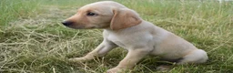 Labrador Retriever dogs for sale: Stunning Working Pedigree Labrador Puppies  - Advert 5