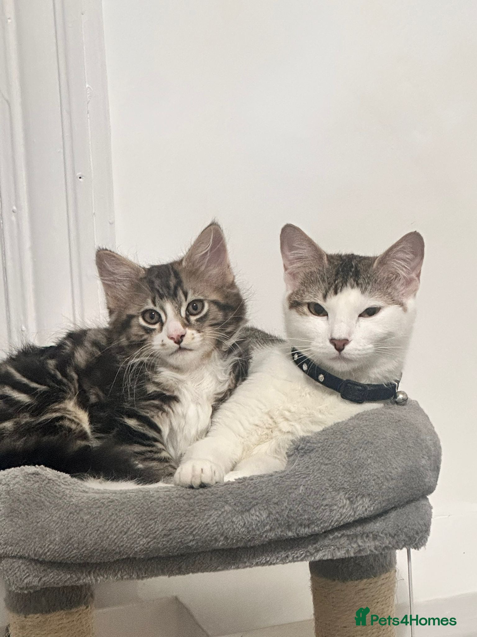 Mixed Breed cats 🐾 Stunning Long-Haired Male Kitten For Sale 🐾 - Advert 1