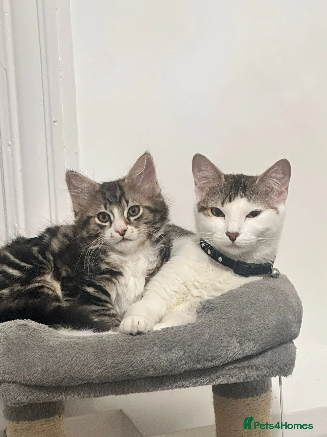 Mixed Breed cats for sale: 🐾 Stunning Long-Haired Male Kitten For Sale 🐾 - Advert 1