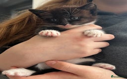 British Shorthair cats for sale: Kittens - Image 13