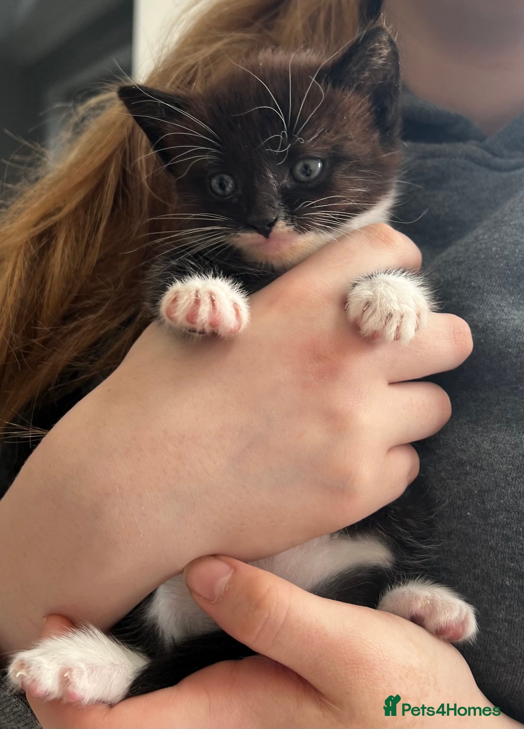 British Shorthair cats for sale: Kittens - Image 13