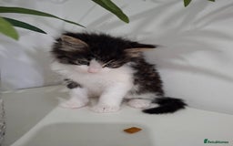 Maine Coon cats for sale: Beautiful Part Maine Coon Male Kitten - Image 8