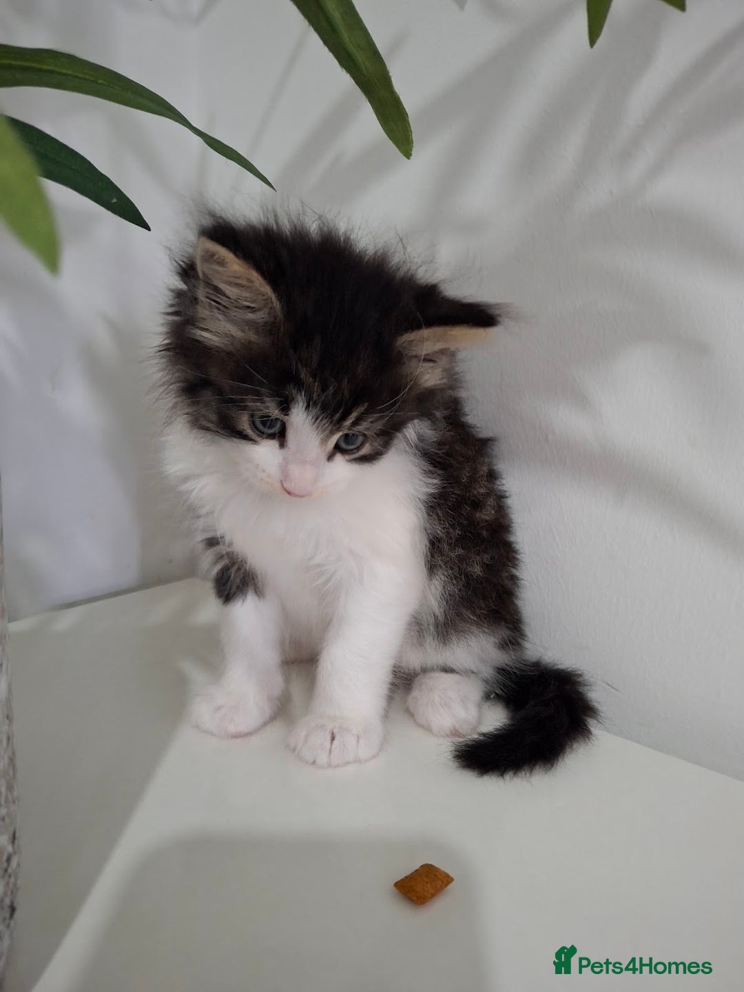 Maine Coon cats for sale: Beautiful Part Maine Coon Male Kitten - Image 8