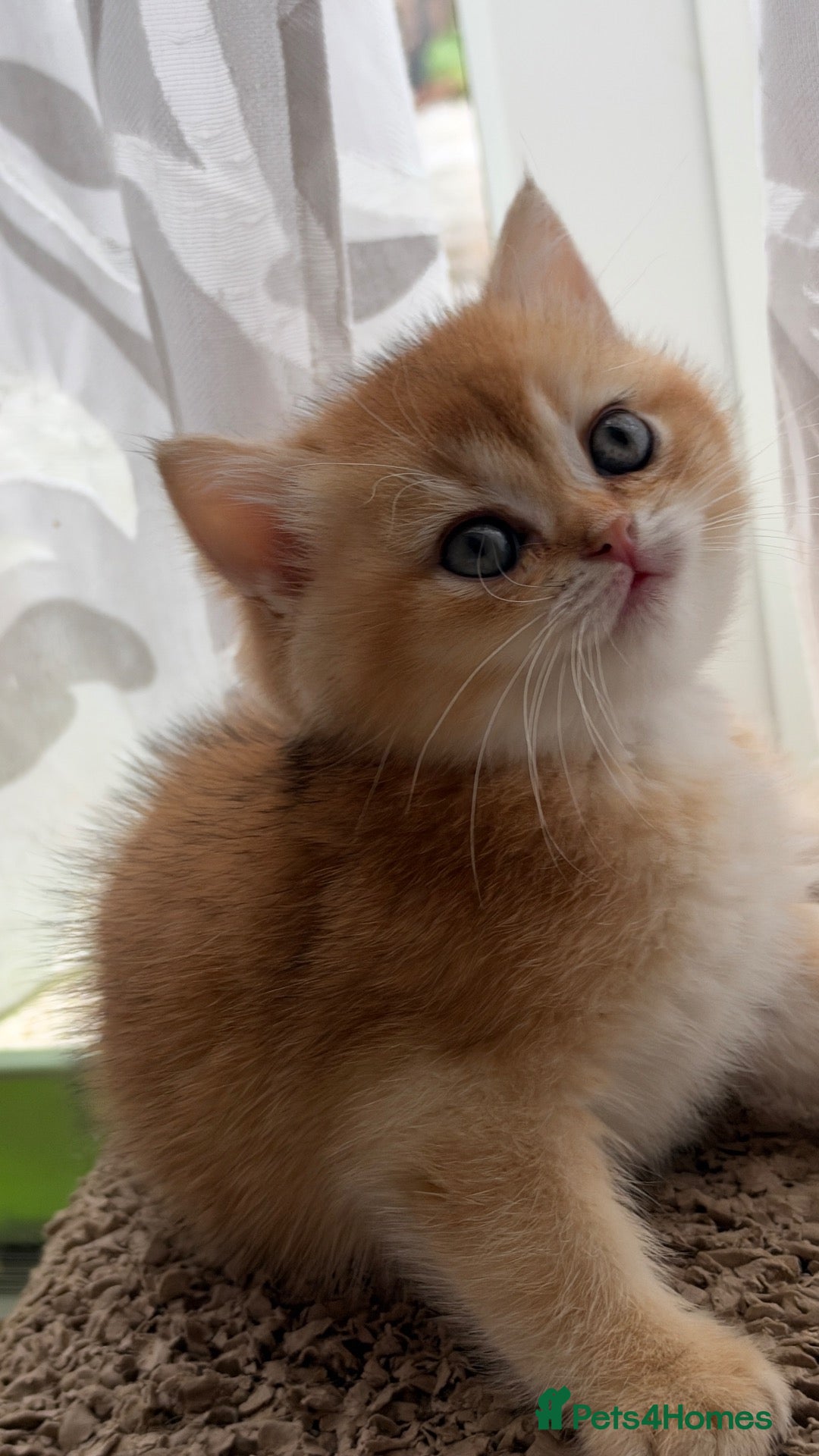 British Shorthair cats for sale: BSH GCCF GOLDEN AND LILAC KITTENS  - Advert 11
