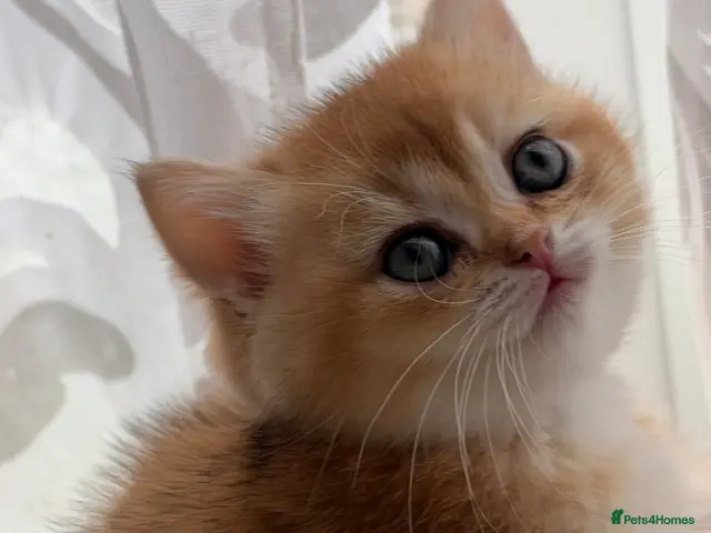 British Shorthair cats for sale: BSH GCCF GOLDEN AND LILAC KITTENS - Advert 11