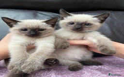 Ragdoll cats for sale: Boy and girl  - Image 11