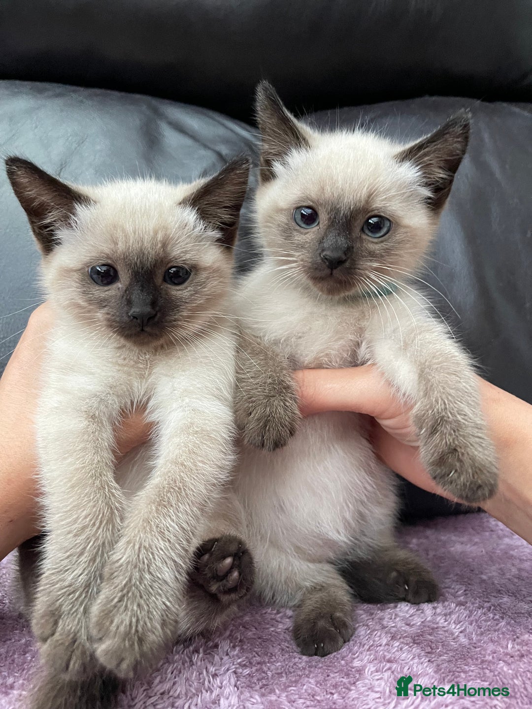 Ragdoll cats for sale: Boy and girl  - Image 11
