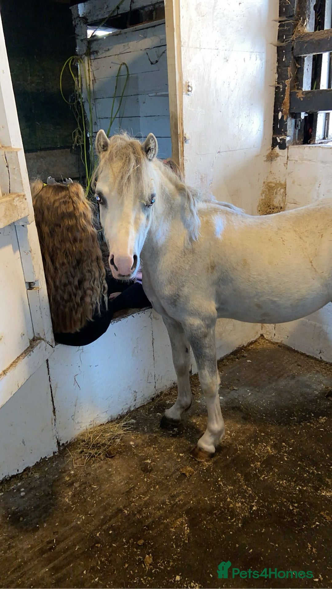 Welsh Section A horses for sale: Barbarossa dream time - Image 4