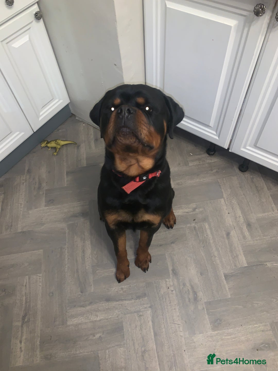 Rottweiler dogs for sale: FRIENDLY PUPPY ROTTWEILER  - Advert 2