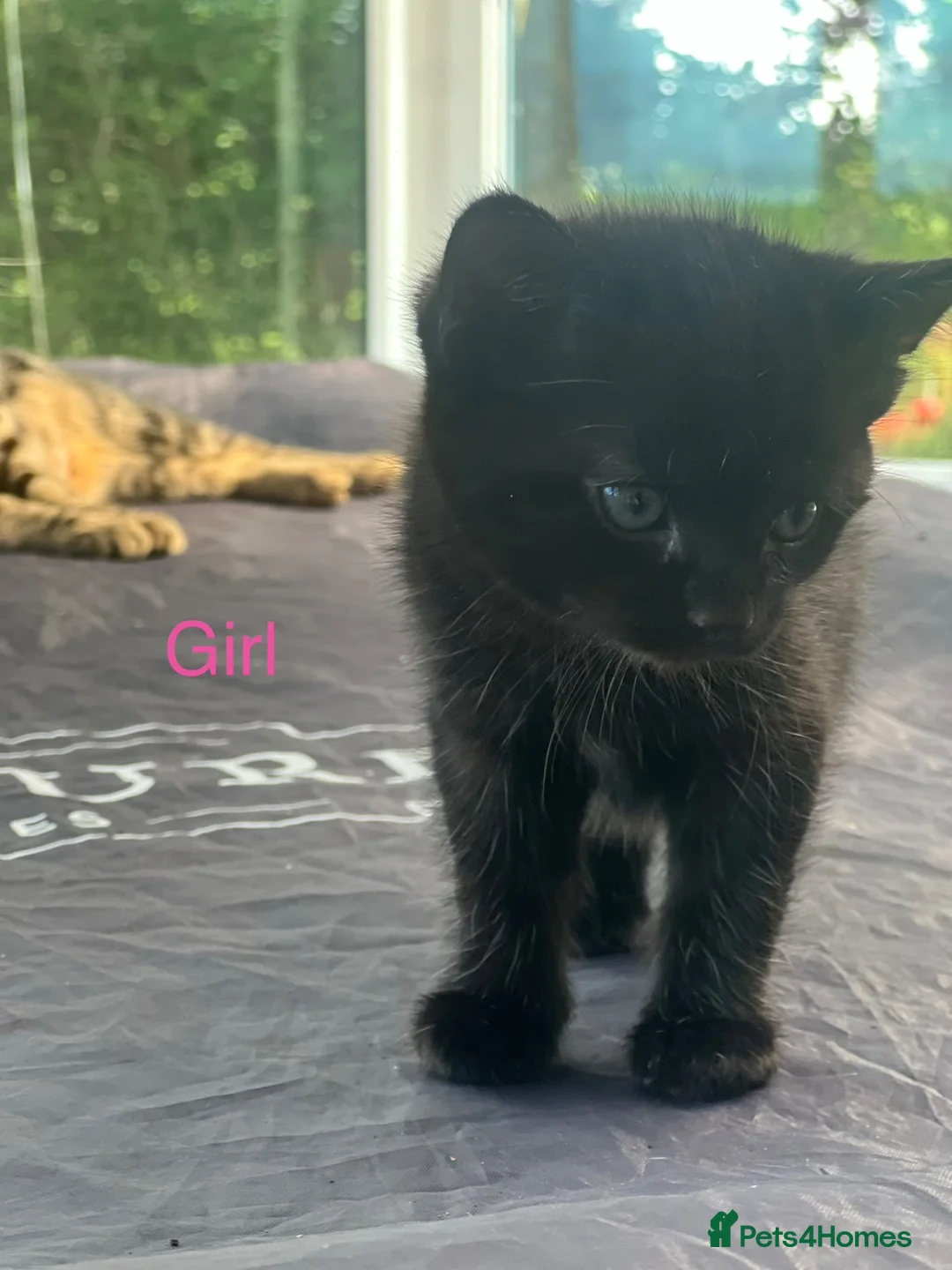 Mixed Breed cats for sale: 🐾 Beautiful Tabby x Ragdoll kittens🐾 - Advert 2