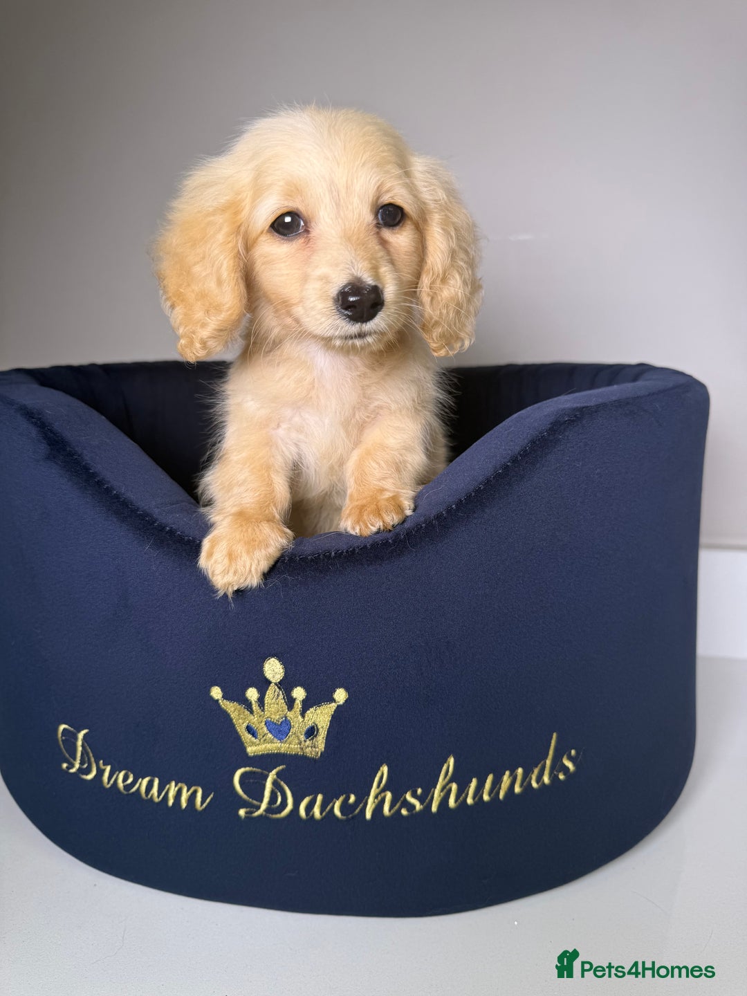 Miniature Dachshund dogs for sale: ℂ𝕝𝕖𝕒𝕣 ℂ𝕣𝕖𝕒𝕞 𝕄𝕚𝕟𝕚 𝔻𝕒𝕔𝕙𝕤𝕙𝕦𝕟𝕕𝕤 in Bootle - Image 7