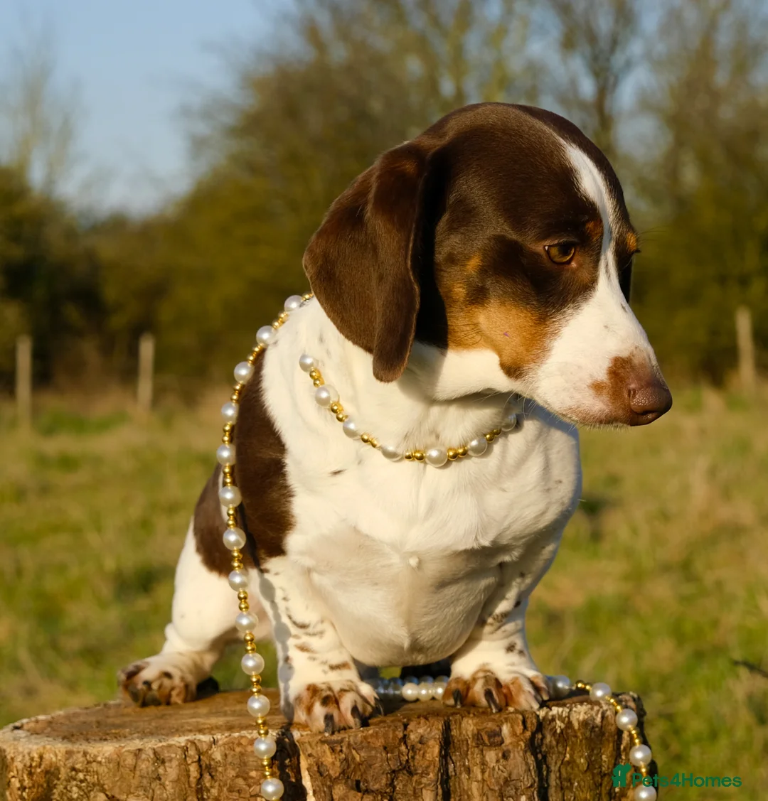Miniature Dachshund dogs for stud: Award winning Breeder-KC Choc/Tan Pied Smooth (Ll) - Advert 2