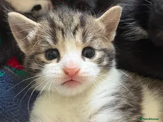 Mixed Breed cats 4 beautiful kittens looking for forever homes - Advert 2