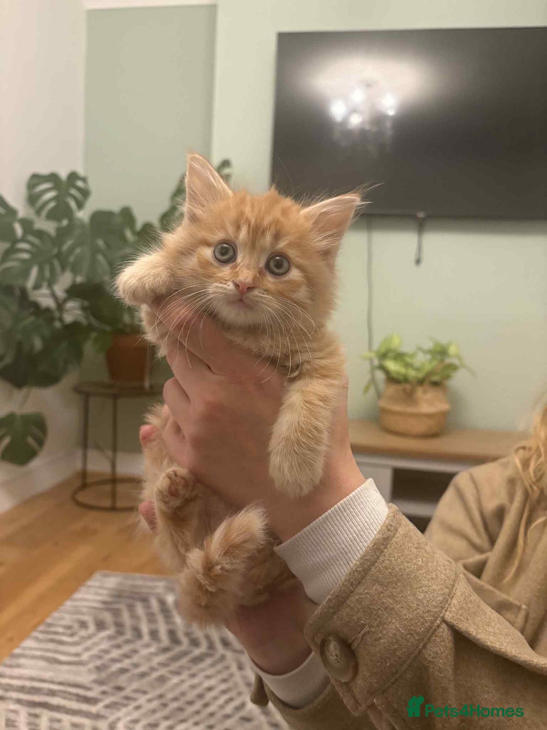 Maine Coon cats for sale: Maine coon xxx - Advert 15