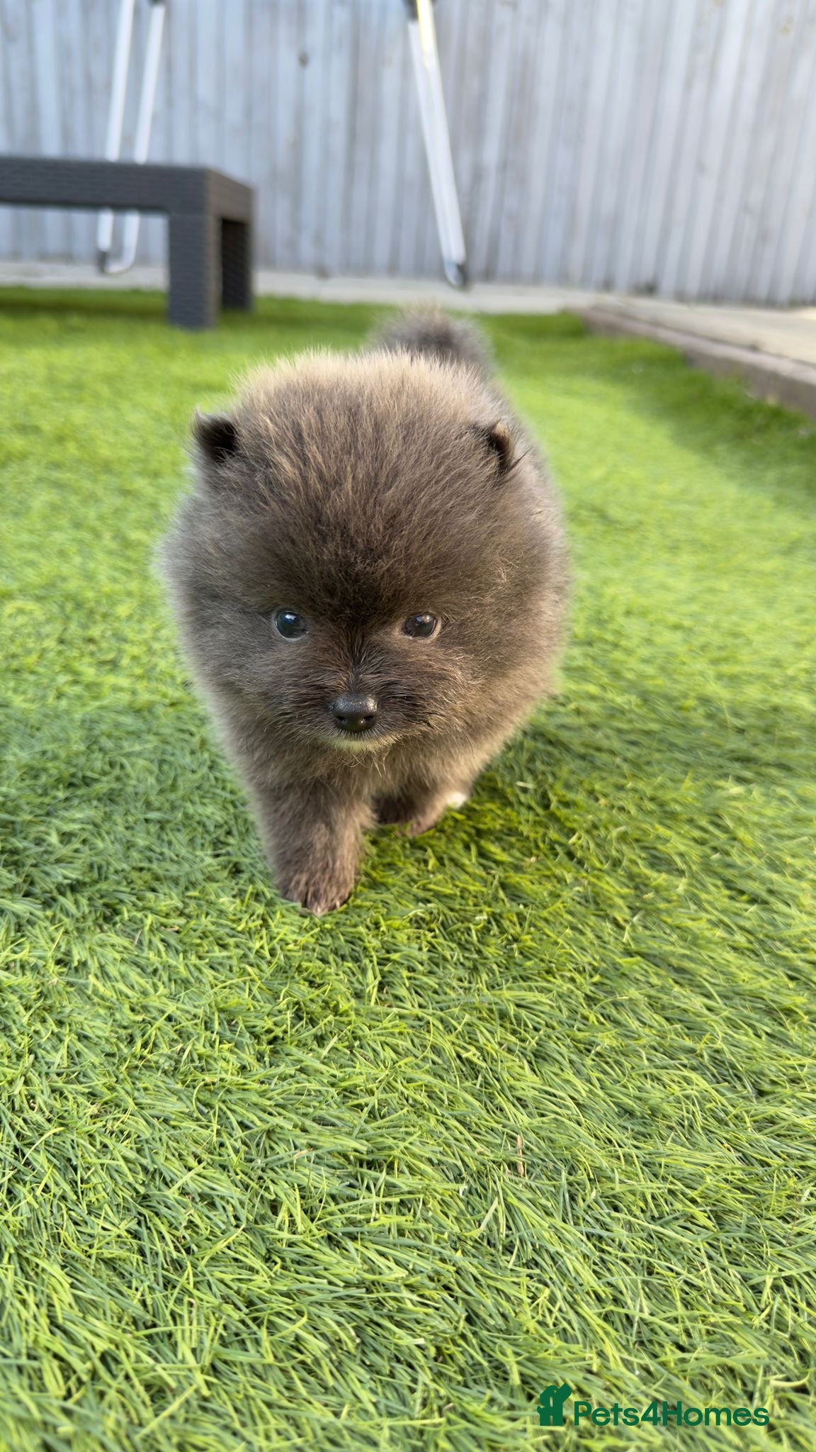 Pomeranian dogs Beautiful and rare mini Pomeranian puppies   - Advert 4