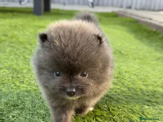 Pomeranian dogs Beautiful and rare mini Pomeranian puppies - Advert 4