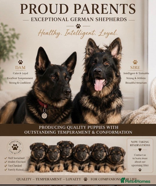 German Shepherd dogs for sale: KC reg strong GSD puppies from health tested lines - Advert 1