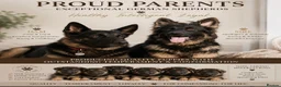German Shepherd dogs for sale: KC reg strong GSD puppies from health tested lines in Chelmsford - Advert 1