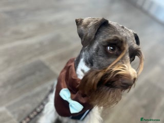 Miniature Schnauzer dogs in Coventry - Advert 5