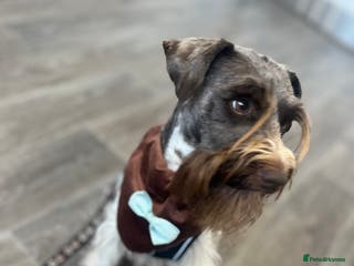 Miniature Schnauzer dogs KC Reg Choc/White Min Schnauzer MAC +BVA Clear in Coventry - Advert 5