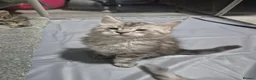 Maine Coon cats for sale: Amazing mainecoons. - Advert 7