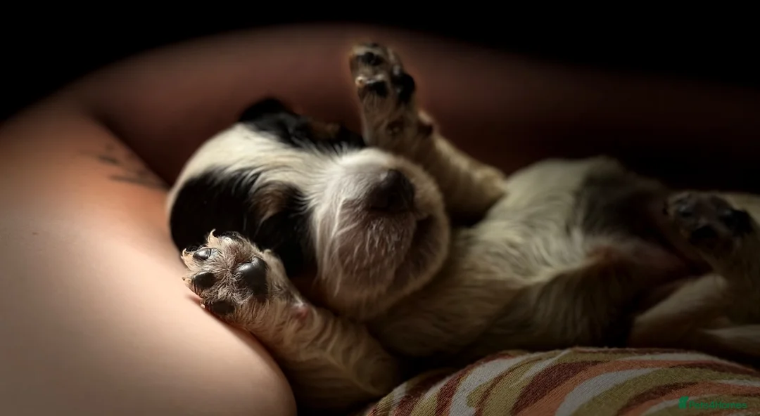 Cocker Spaniel dogs for sale: Cocker Spaniel Puppies – Blue Roan & Tri-Coloured - Advert 11