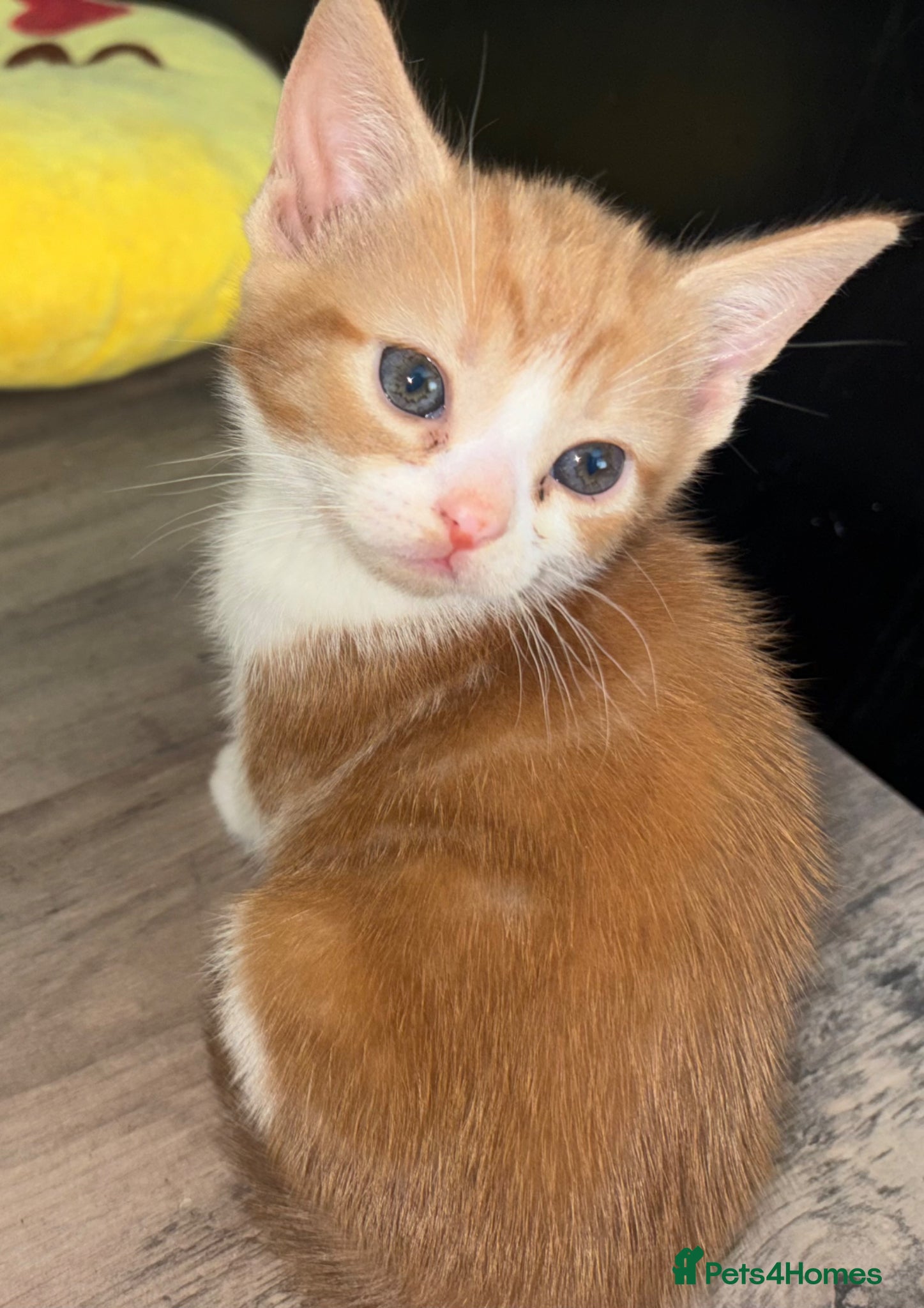 Mixed Breed cats kittens  - Advert 3