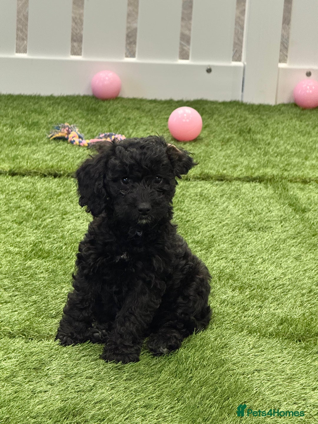Cockapoo dogs for sale: Beautiful cockapoo puppies  - Image 6