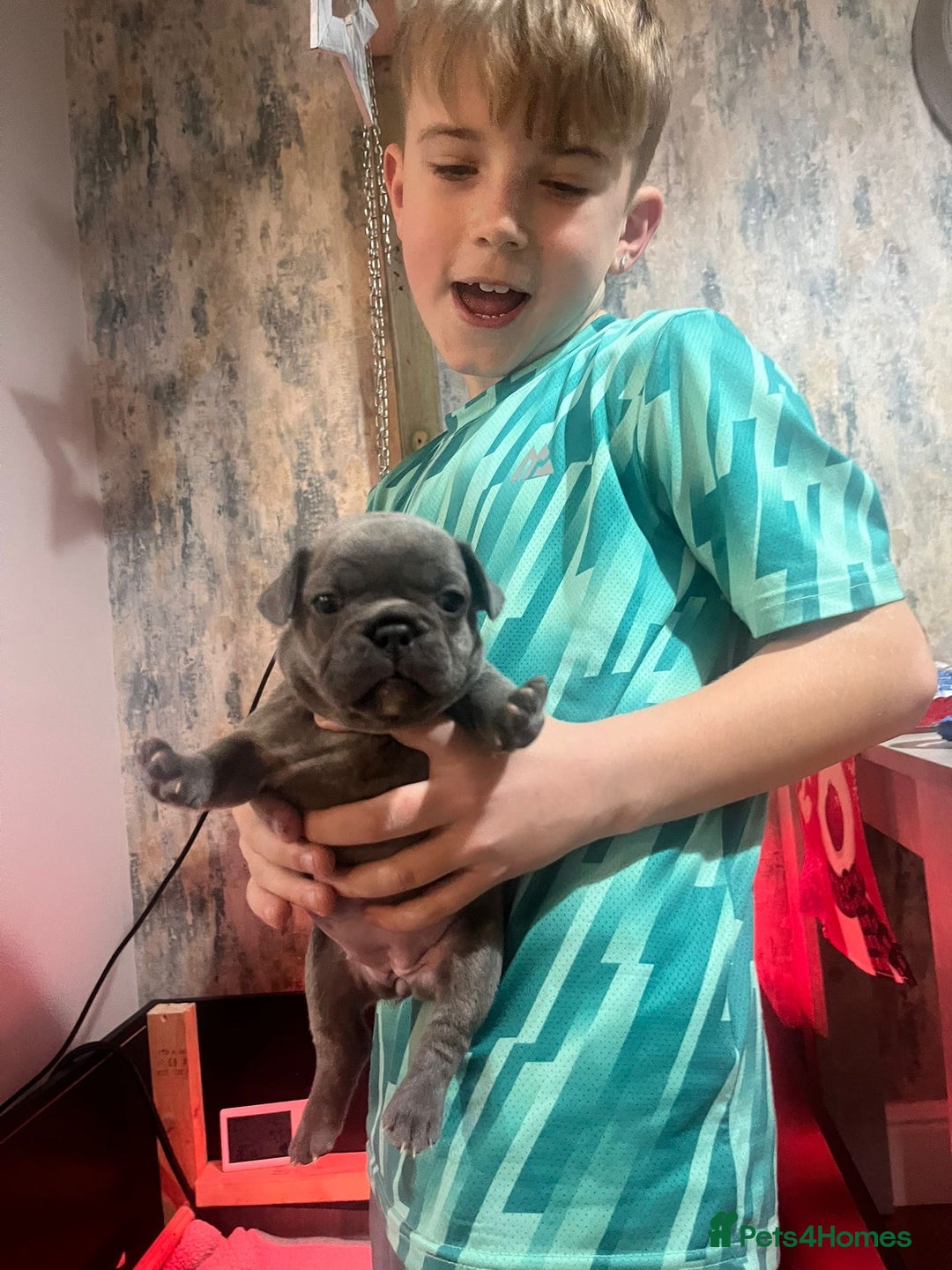 French Bulldog dogs for sale: Top quality French bulldog pups - Advert 4