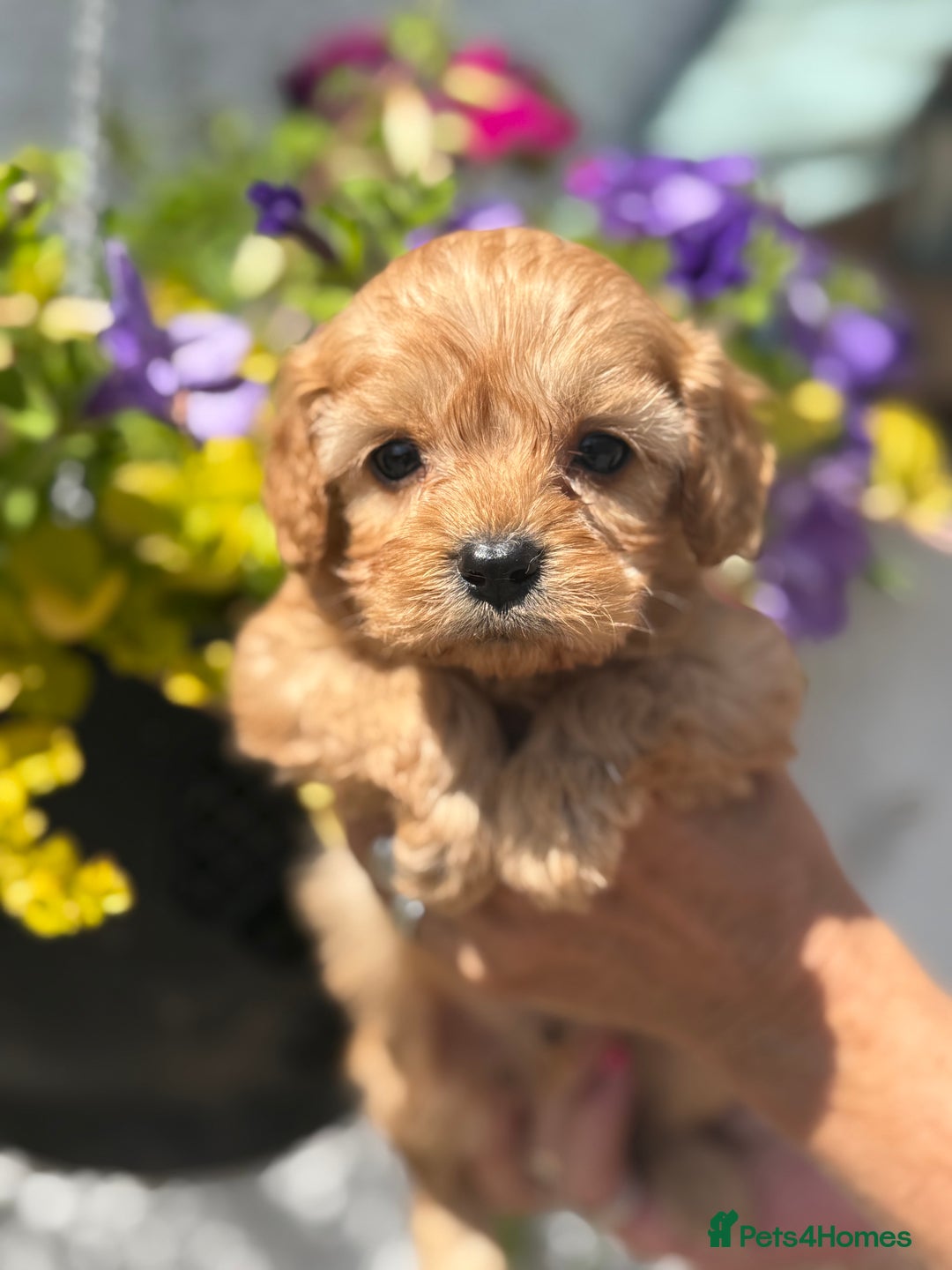 Cavapoo dogs for sale: Ready Now F1 Cavapoo boy - Image 6