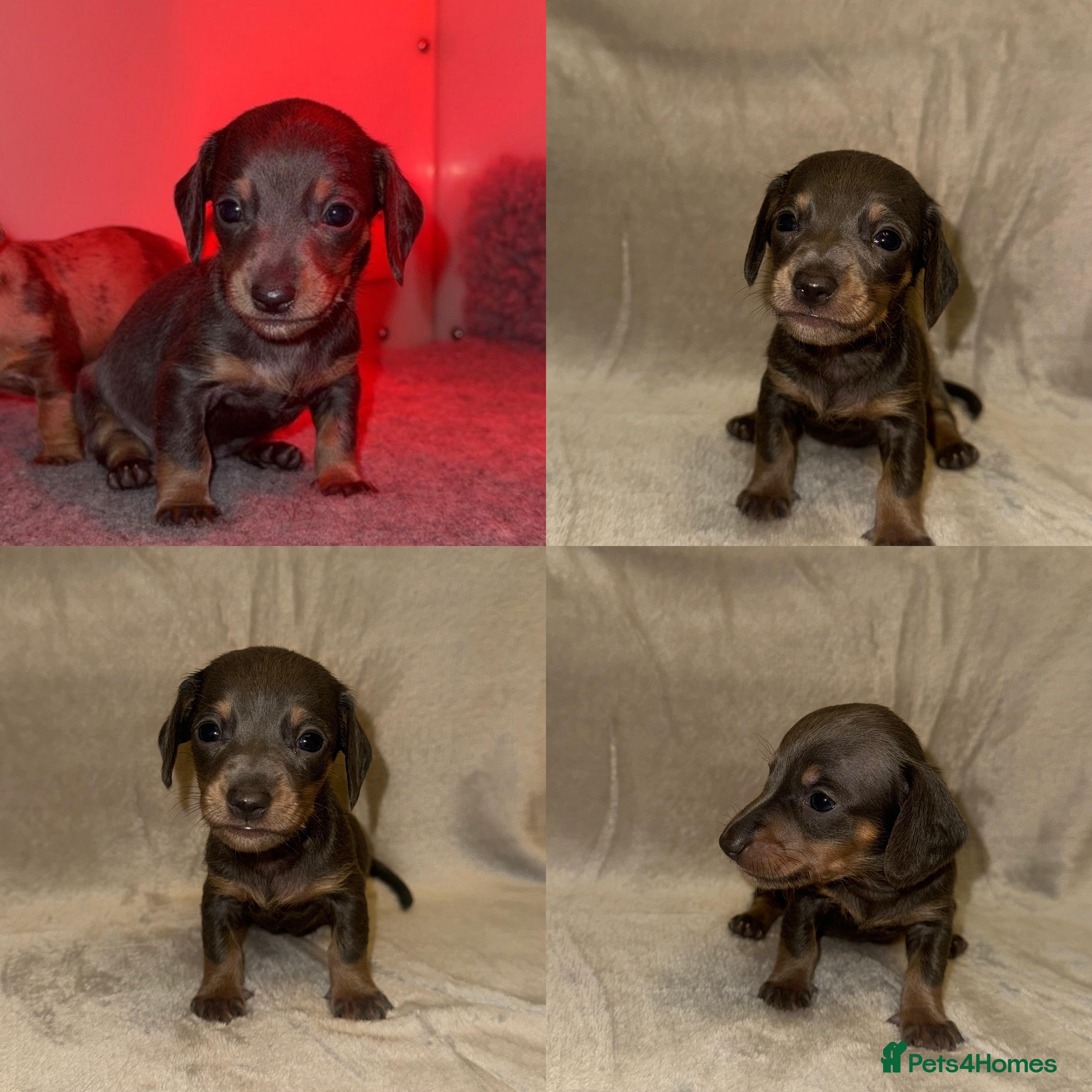 Miniature Dachshund dogs Miniature Dachshunds Available - Advert 13