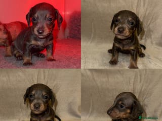 Miniature Dachshund dogs Miniature Dachshunds Available - Advert 7