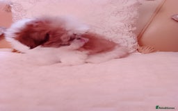 Shih Tzu dogs for sale: Shih Tzu puppies - Advert 3