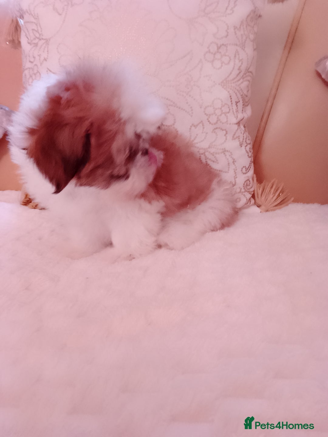 Shih Tzu dogs for sale: Shih Tzu puppies - Advert 3