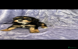 Cavapoo dogs for sale: Stunning rare colour F1 Cavapoo’s  - Image 11