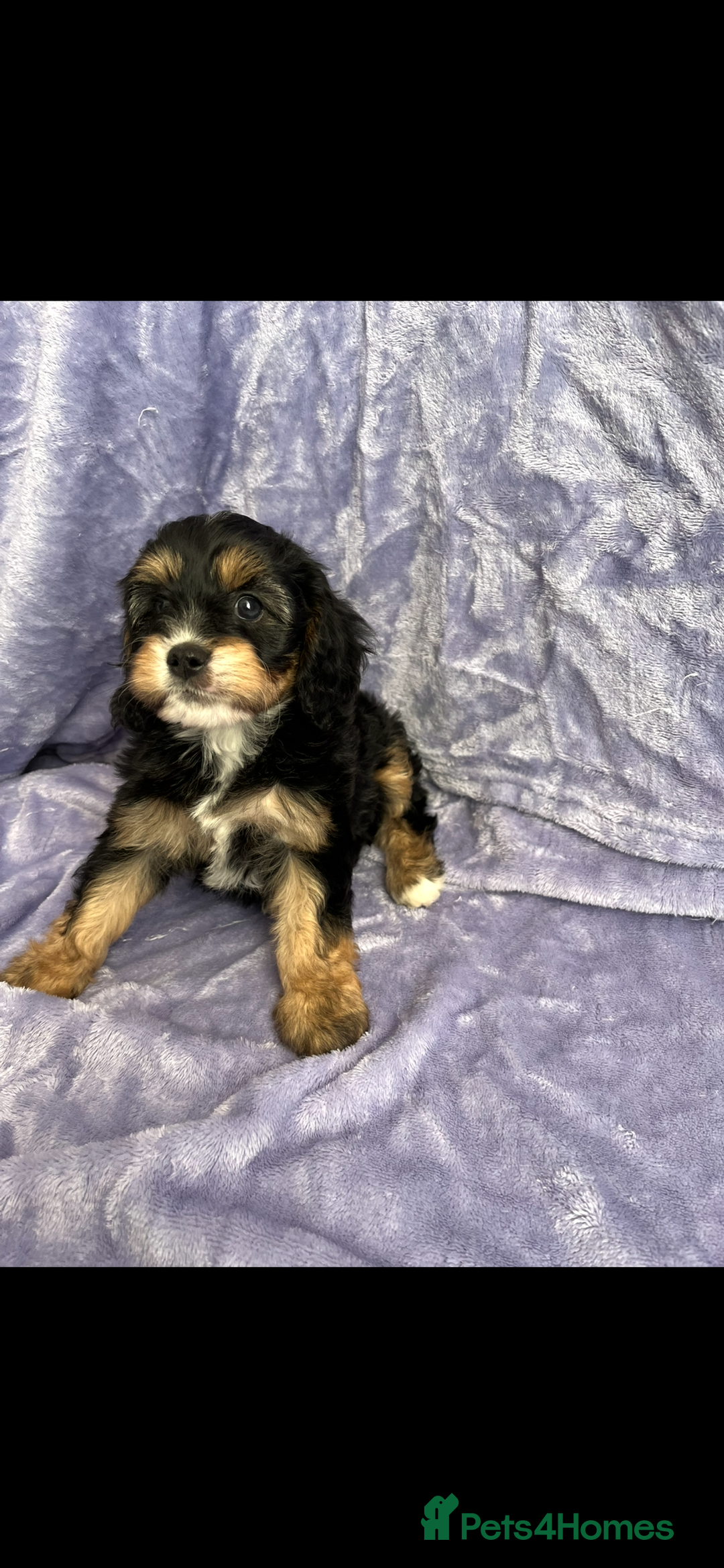Cavapoo dogs for sale: Stunning rare colour F1 Cavapoo’s  - Image 11