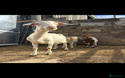 Goats livestock for sale: Selection off goats looking for a new 🏡 - Image 8