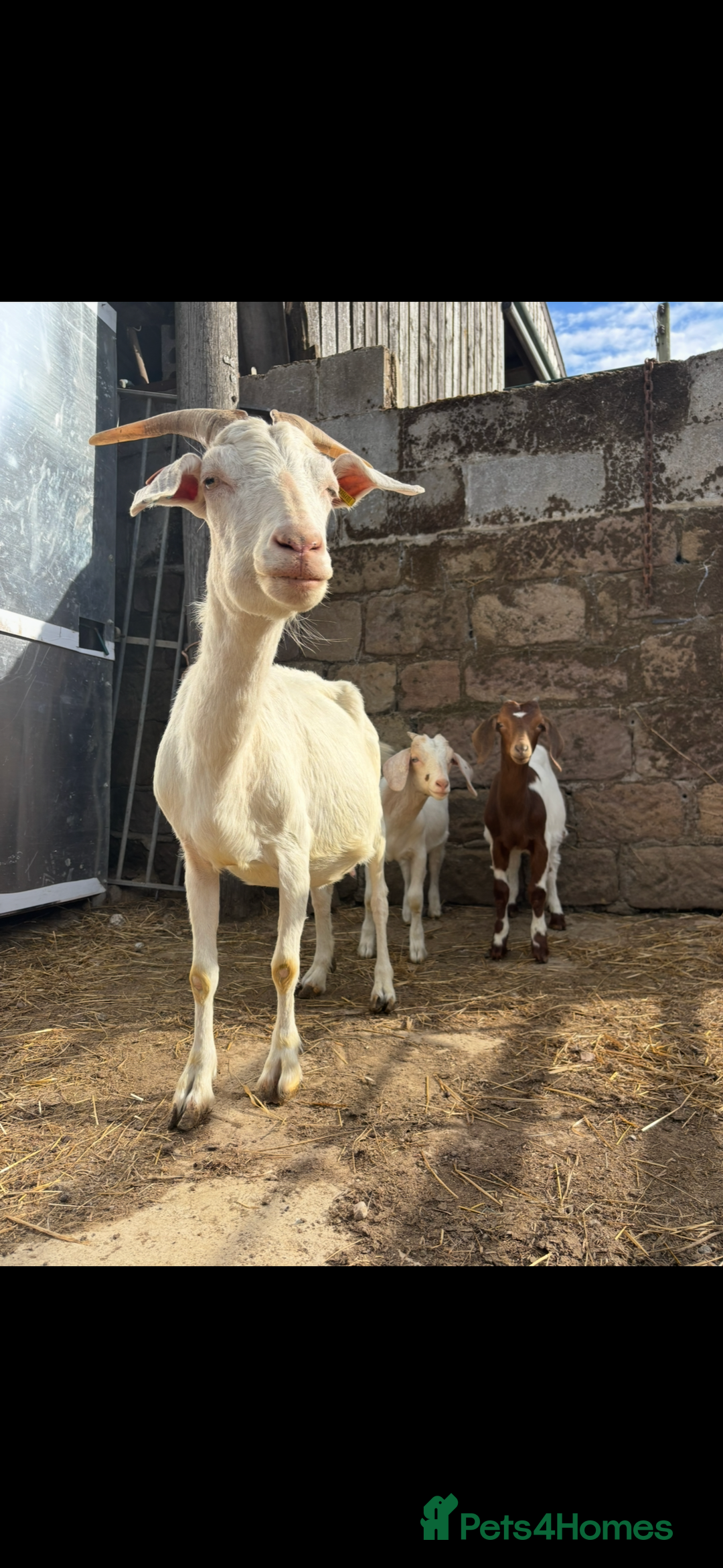 Goats livestock for sale: Selection off goats looking for a new 🏡 - Image 8