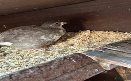 Quail poultry for sale: Group of Coturnix quail - Image 2