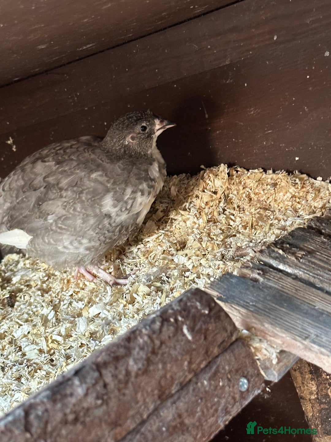 Quail poultry for sale: Group of Coturnix quail - Image 2