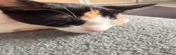 Mixed Breed cats for sale: Adorable kitten  - Advert 5