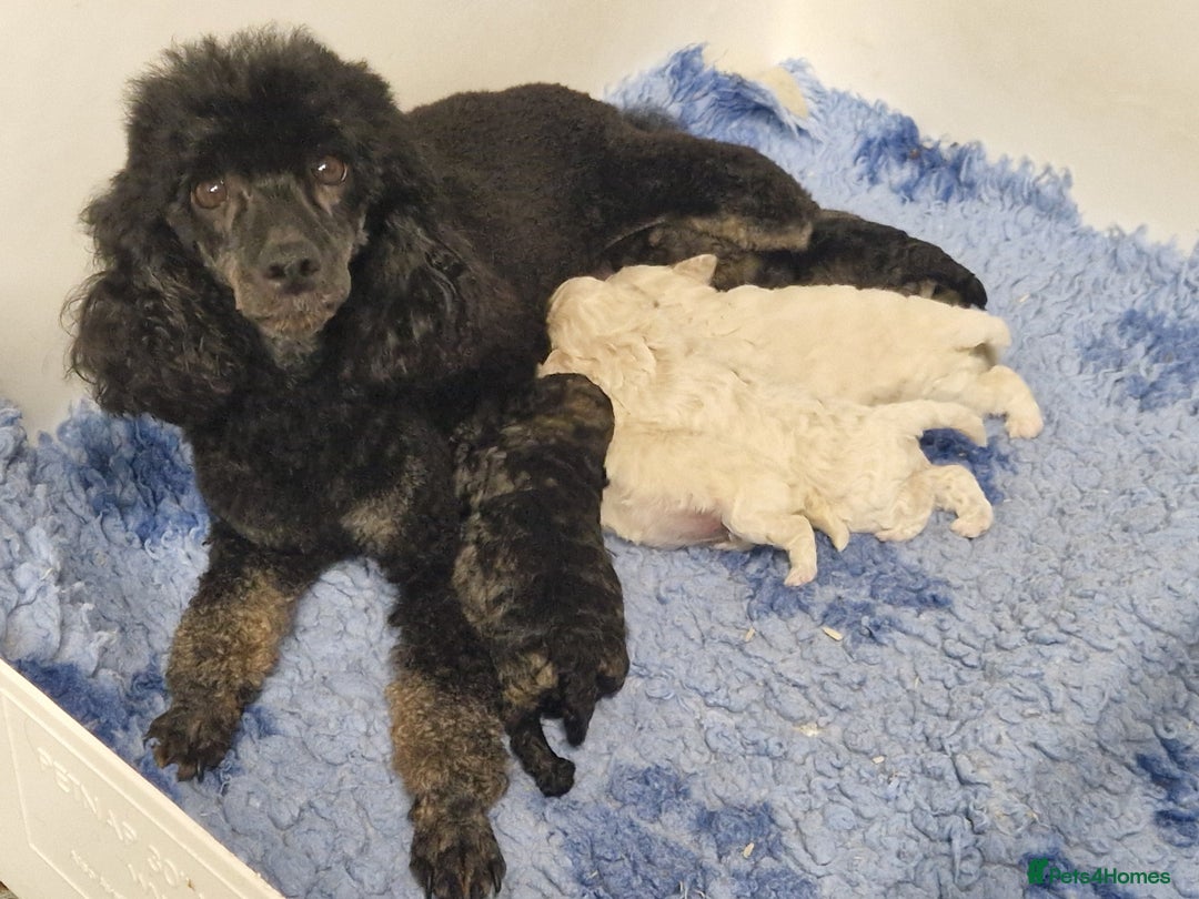 Poochon dogs for sale: 💥RARE COLOUR PHANTOM/CARRIER F1 POOCHONS 💥 - Advert 1