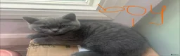 British Shorthair cats for sale: British Shorthair kittens | Ready Now |  - Advert 3