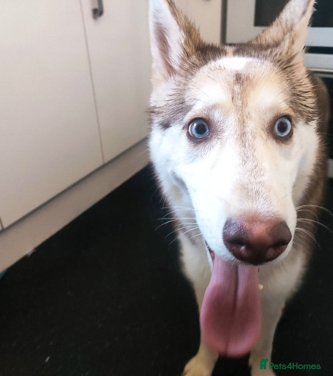 Mixed Breed dogs for sale: Beautiful Shepsky puppies - Image 6